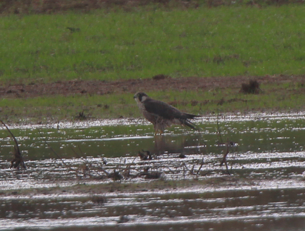 Peregrine