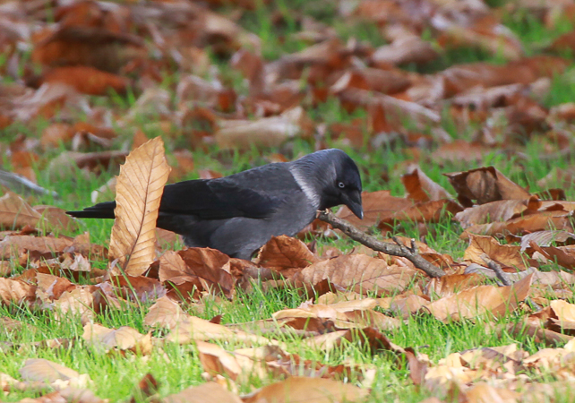 Nordic Jackdaw