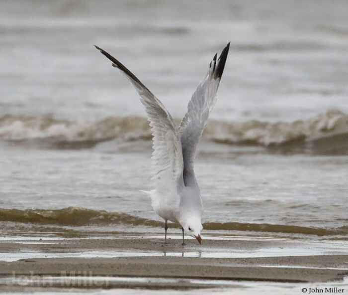 Audouin's Gull
