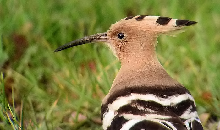 Hoopoe