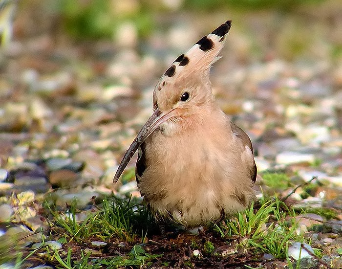 Hoopoe