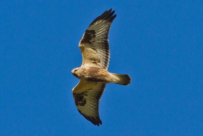 Rough-legged Buzzard