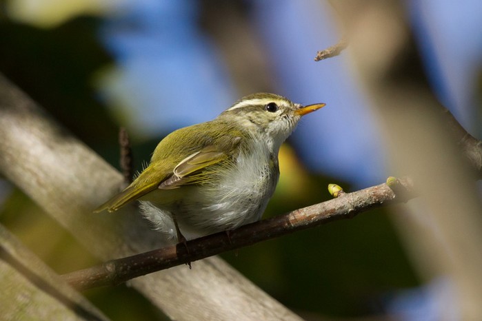Eastern Crowned Warbler