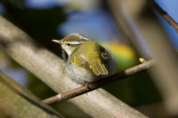 Eastern Crowned Warbler