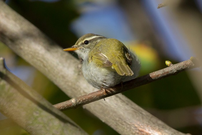 Eastern Crowned Warbler