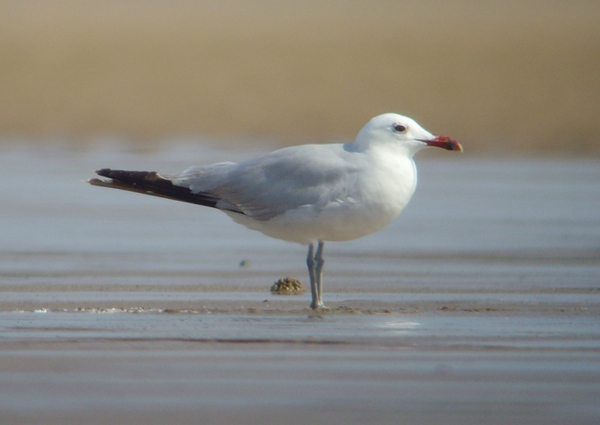 Audouin's Gull