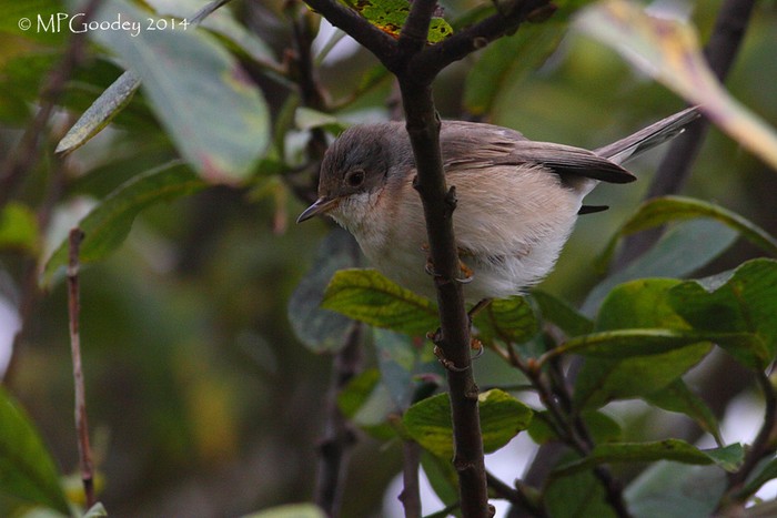 Subalpine Warbler