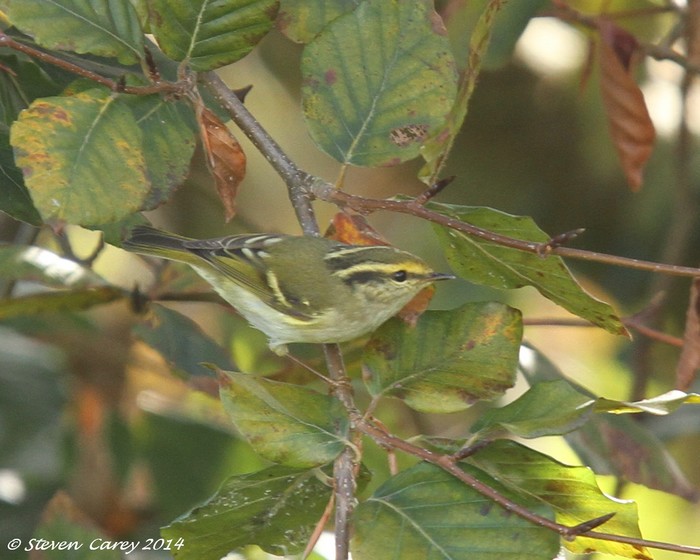 Pallas's Warbler