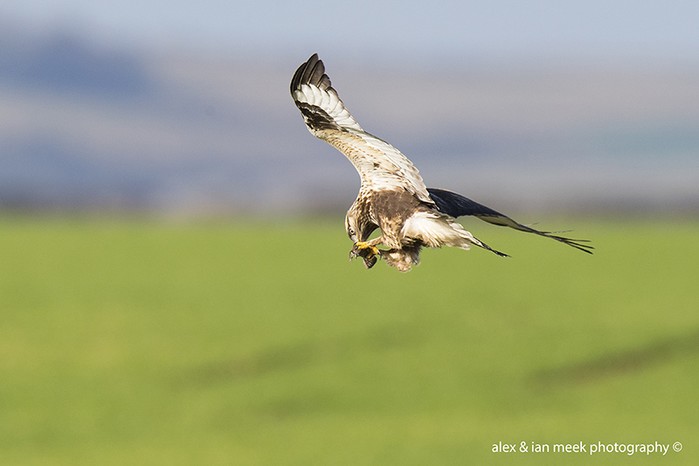 Rough-legged Buzzard
