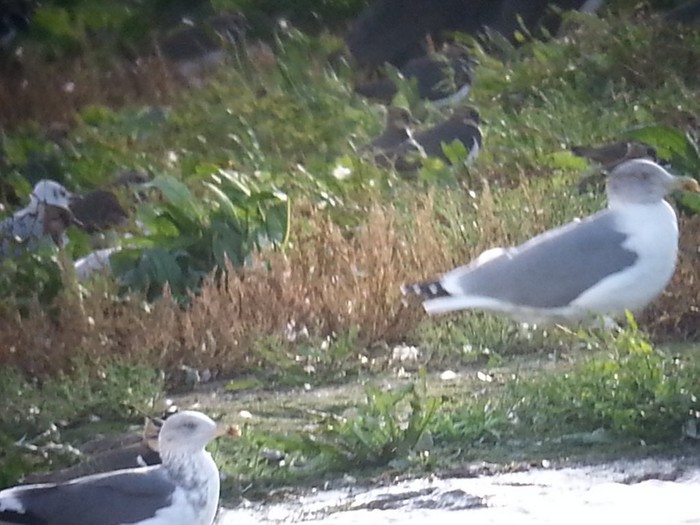 Azorean Yellow-legged Gull