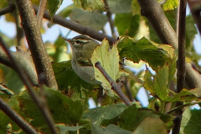 Eastern Crowned Warbler