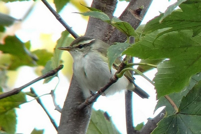 Eastern Crowned Warbler