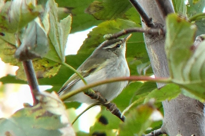 Eastern Crowned Warbler