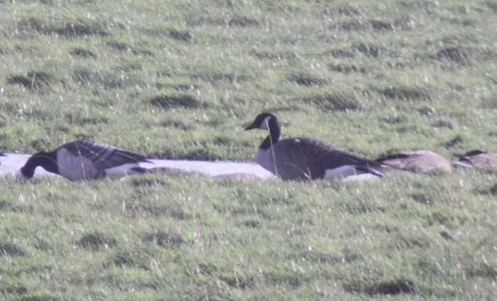 Lesser Canada Goose