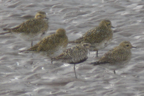 Pacific Golden Plover
