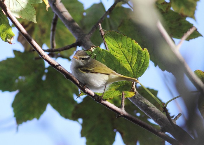 Eastern Crowned Warbler