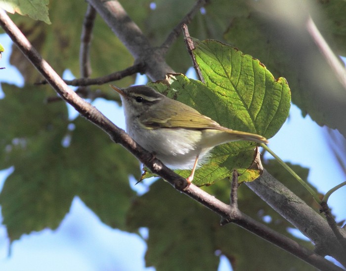 Eastern Crowned Warbler