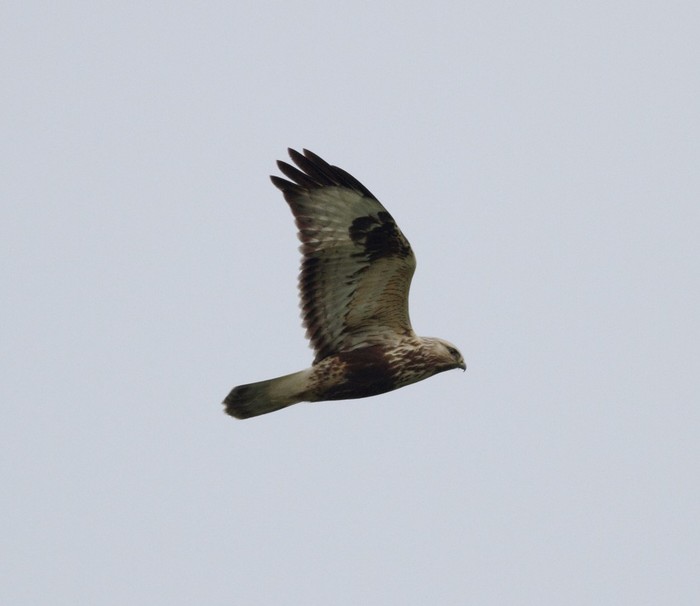 Rough-legged Buzzard