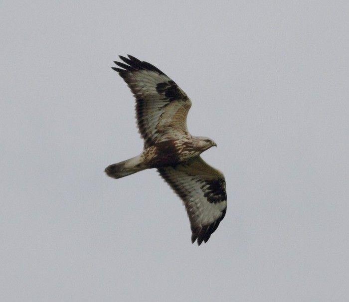 Rough-legged Buzzard