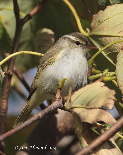 Eastern Crowned Warbler