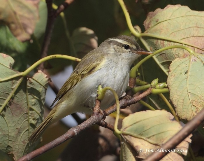 Eastern Crowned Warbler