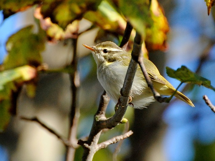 Eastern Crowned Warbler