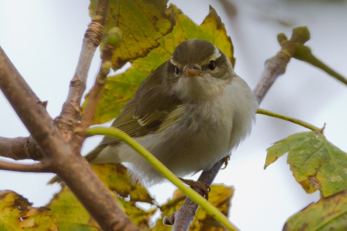 Eastern Crowned Warbler