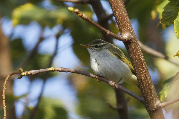 Eastern Crowned Warbler