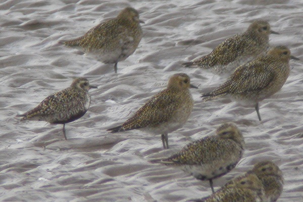 Pacific Golden Plover