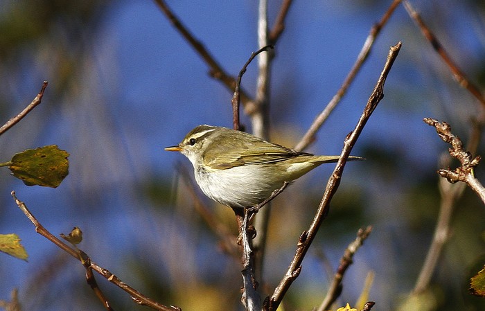 Eastern Crowned Warbler