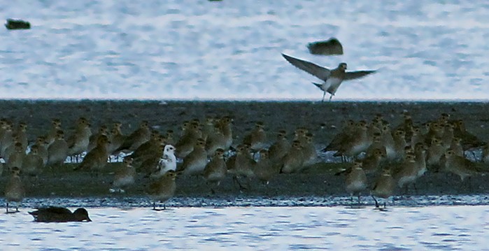 Golden Plover