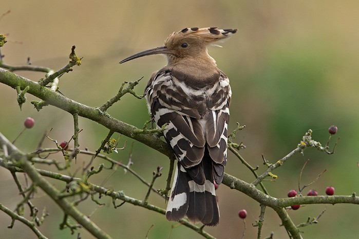 Hoopoe