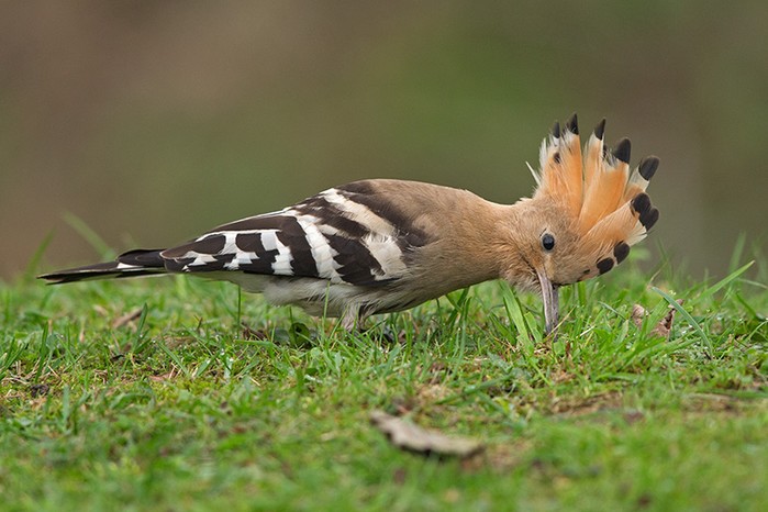 Hoopoe
