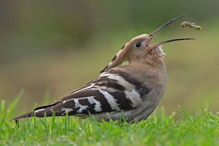 Hoopoe