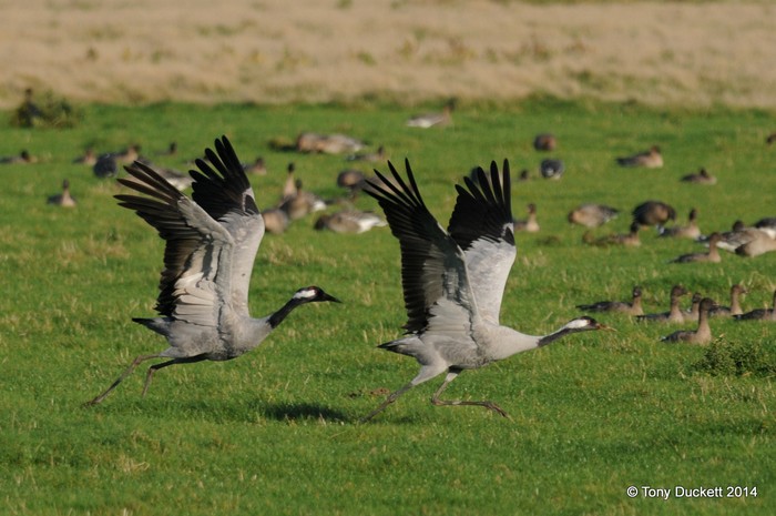 Common Crane