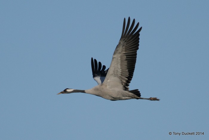 Common Crane