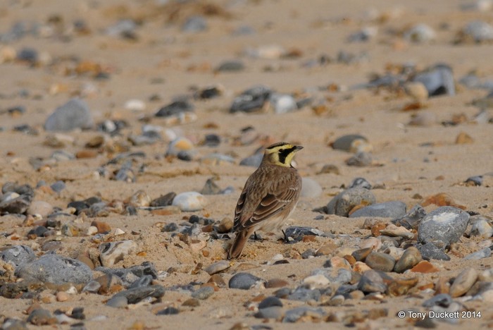 Shorelark