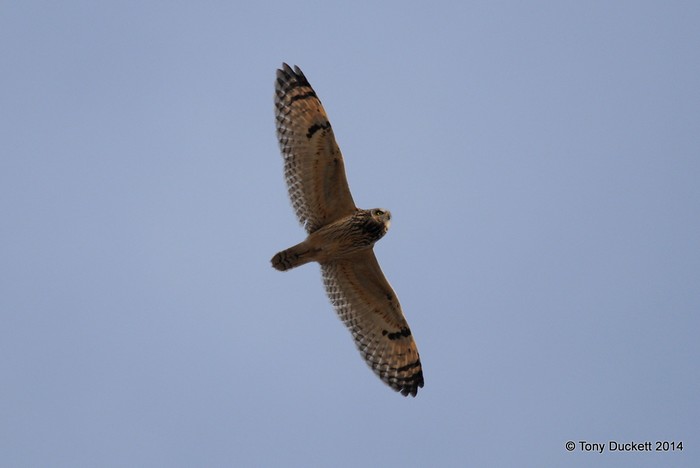 Short-eared Owl
