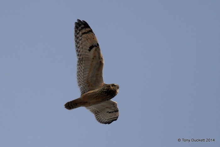 Short-eared Owl
