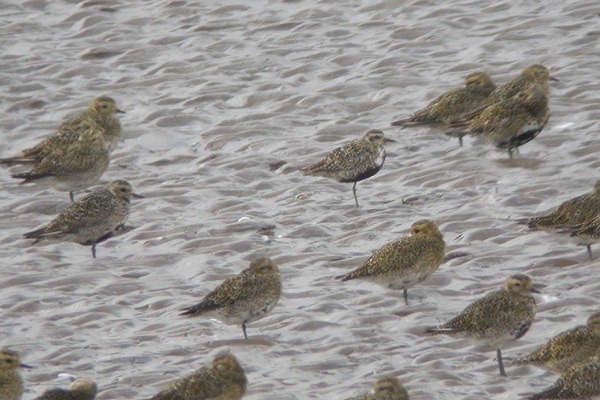 Pacific Golden Plover