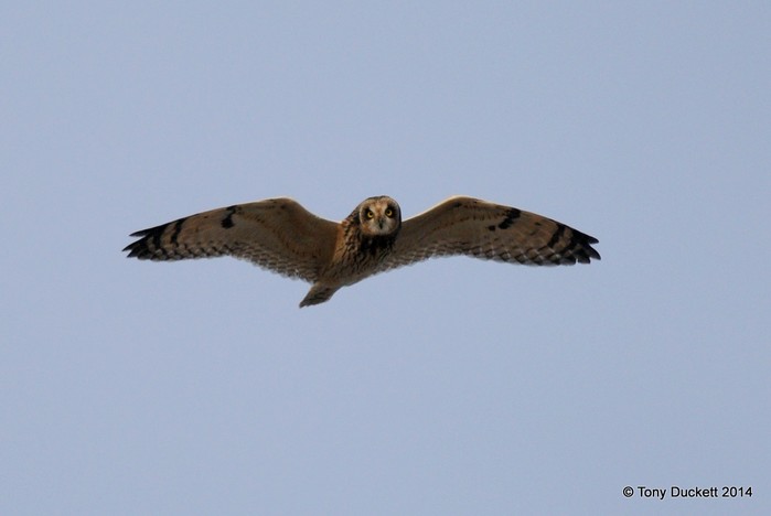 Short-eared Owl