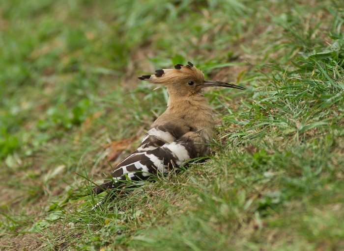 Hoopoe