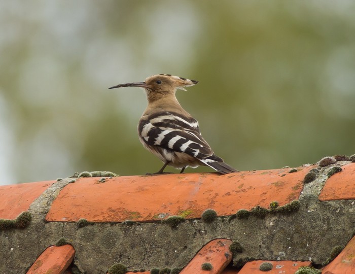 Hoopoe