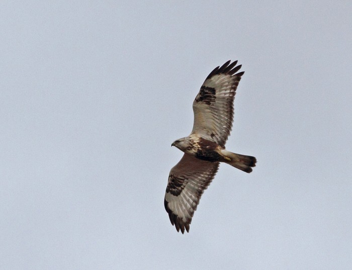 Rough-legged Buzzard