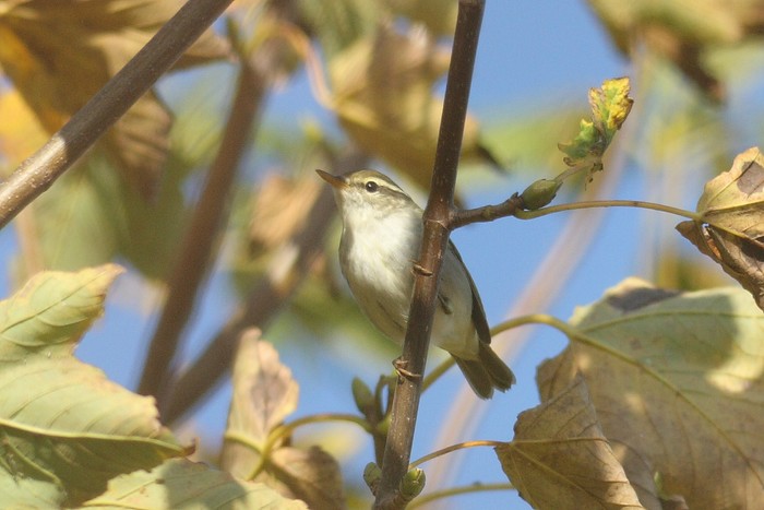 Eastern Crowned Warbler