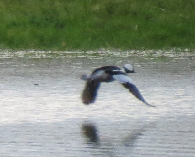 Bufflehead