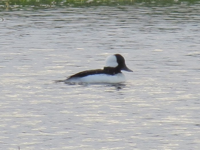 Bufflehead
