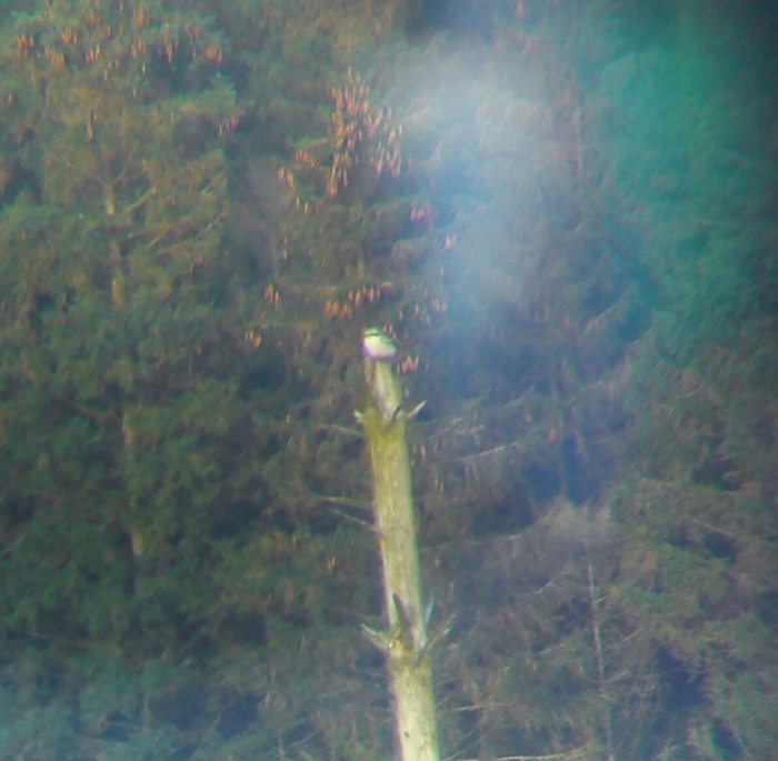 Great Grey Shrike