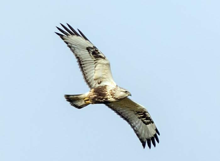 Rough-legged Buzzard