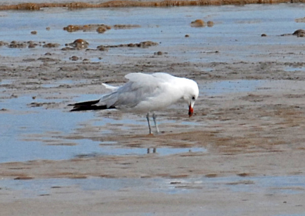 Audouin's Gull